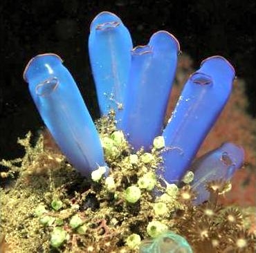 Sea Squirt – "OCEAN TREASURES" Memorial Library